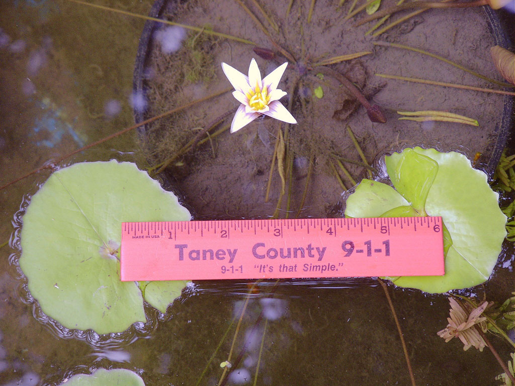 Nymphaea minuta July 26 06 Image041